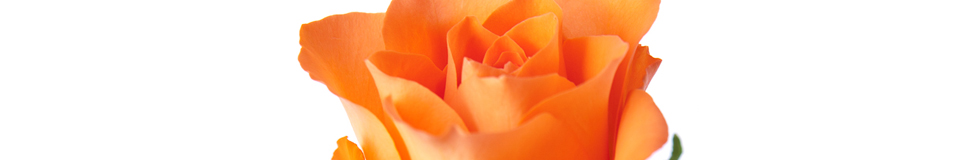 Photo de un fleur orange